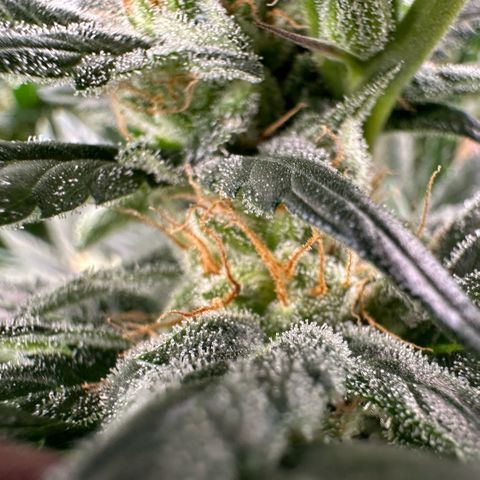 Fuel D.OG #2 Female 49.44g M growlog timeline photo
