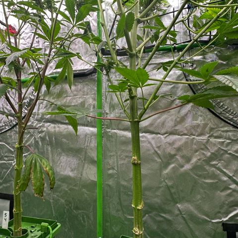 Fuel D.OG #2 Female 49.44g M growlog timeline photo