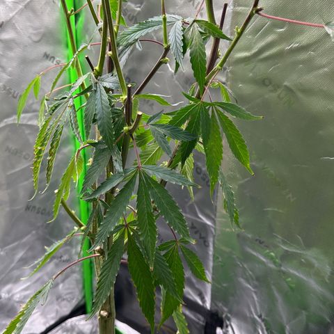 CxLAZ #15 C #1 growlog timeline photo
