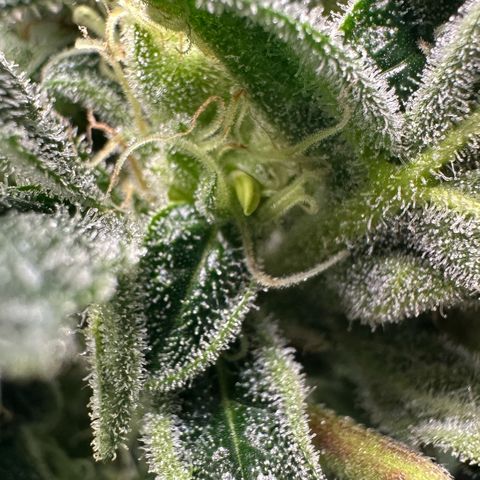 MiscxLAZ #08 C #1 growlog timeline photo