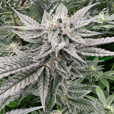 MiscxLAZ #22 C 42.33g growlog timeline photo