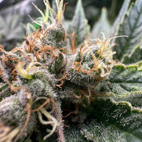 Fuel D.OG #1 Female 47.36g growlog timeline photo