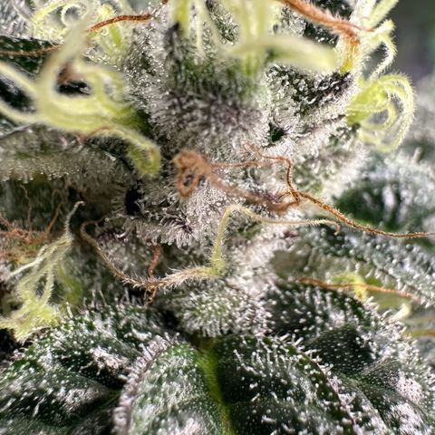 CxLAZ #03 C #1 58.58g growlog timeline photo