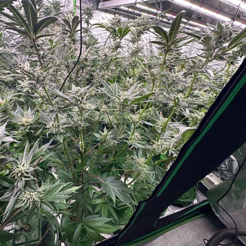 MiscxLAZ #29 C growlog timeline photo