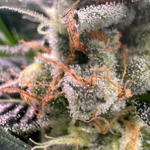 Fuel D.OG #2 Female 49.44g M growlog timeline photo
