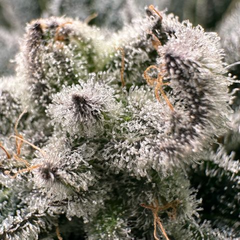 MiscxLAZ #29 C growlog timeline photo