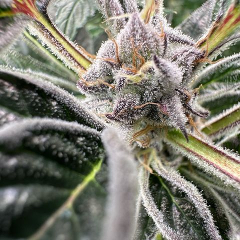 MiscxLAZ #37 C growlog timeline photo