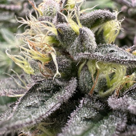CxLAZ #03 C #1 58.58g growlog timeline photo