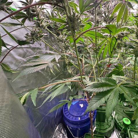 CxLAZ #03 C #1 58.58g growlog timeline photo