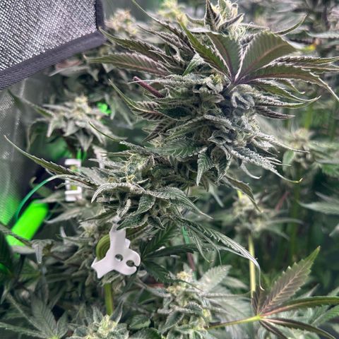 CxLAZ #03 C #1 58.58g growlog timeline photo