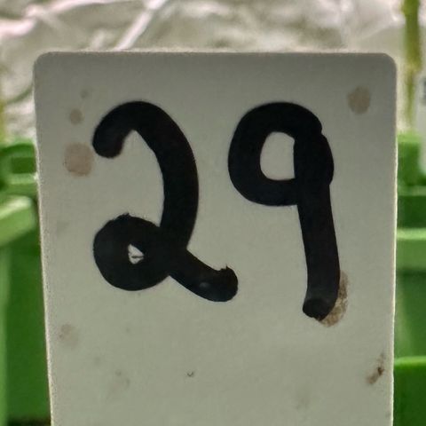 MiscxLAZ #29 C growlog timeline photo