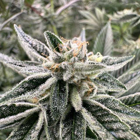 MiscxLAZ #26 C #1 47.15g growlog timeline photo