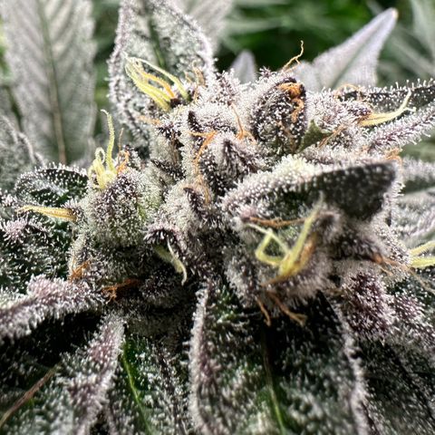 MiscxLAZ #22 C 42.33g growlog timeline photo
