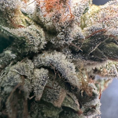 Misc x (LA Kush x Zkittles) #23 28.19g growlog timeline photo