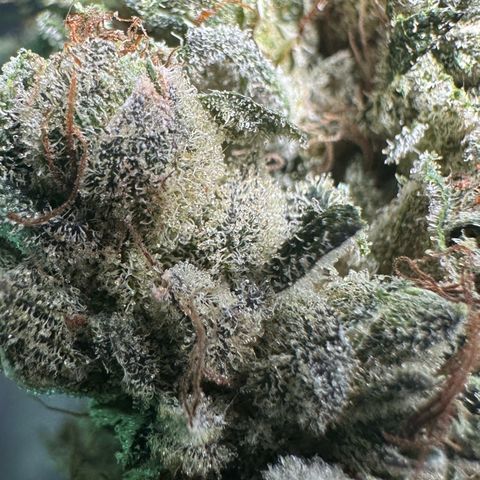 Misc x (LA Kush x Zkittles) #23 28.19g growlog photo: Fox tailing