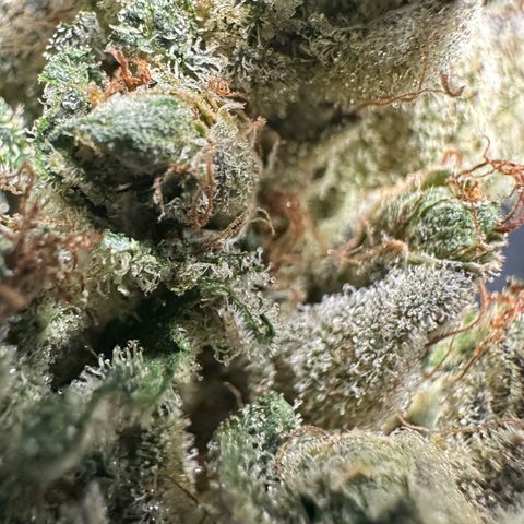 Misc x (LA Kush x Zkittles) #23 28.19g growlog photo: Fox tailing