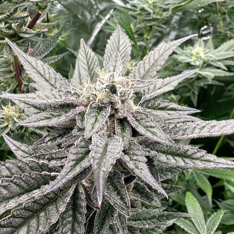 MiscxLAZ #22 C 42.33g growlog timeline photo