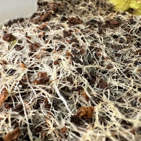 MiscxLAZ #26 C #2 growlog timeline photo