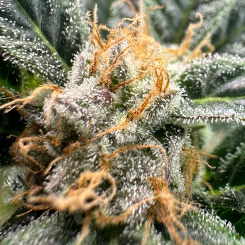 Fuel D.OG #2 Female 49.44g M growlog timeline photo
