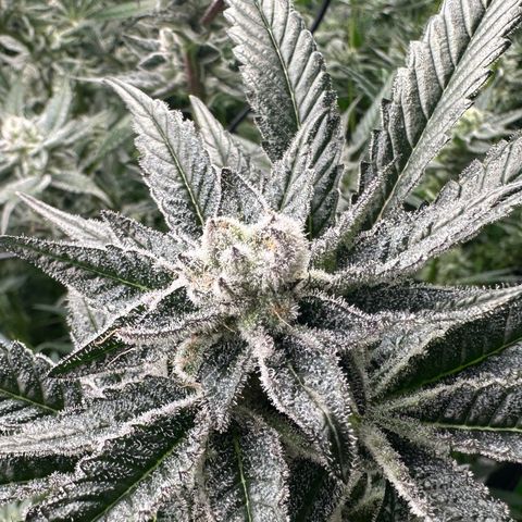 MiscxLAZ #29 C growlog timeline photo