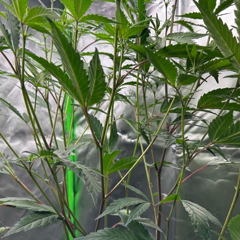CxLAZ #15 C #1 growlog timeline photo