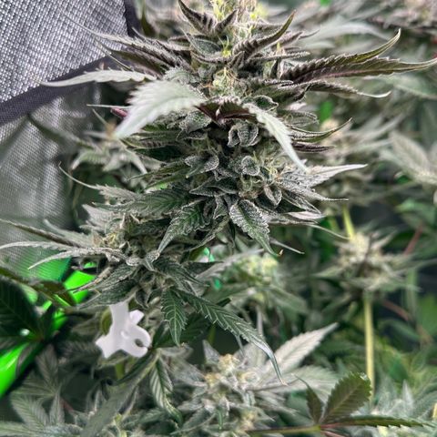 CxLAZ #03 C #1 58.58g growlog timeline photo