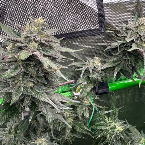 CxLAZ #03 C #1 58.58g growlog timeline photo