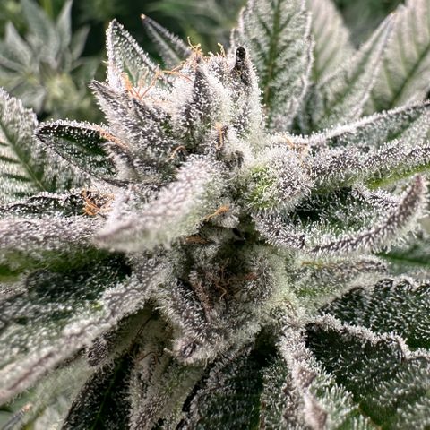 MiscxLAZ #29 C growlog timeline photo