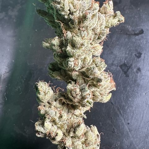 Misc x (LA Kush x Zkittles) #23 28.19g growlog photo: Fox tail
