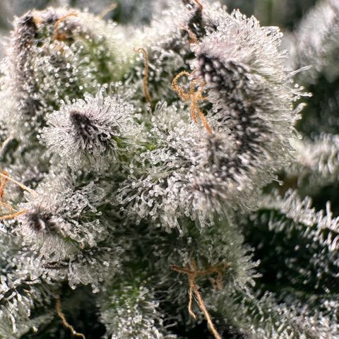 MiscxLAZ #29 C growlog timeline photo