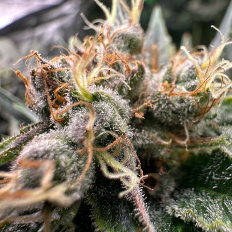 Fuel D.OG #1 Female 47.36g growlog timeline photo