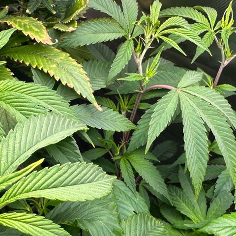 MiscxLAZ #26 C #2 growlog timeline photo