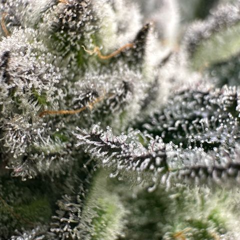MiscxLAZ #29 C growlog timeline photo
