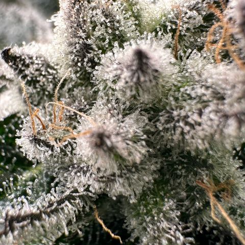 MiscxLAZ #29 C growlog timeline photo