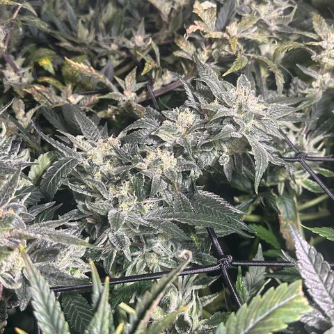 MiscxLAZ #08 C #1 growlog timeline photo