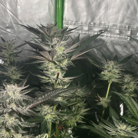 Fuel D.OG #1 Female 47.36g growlog timeline photo