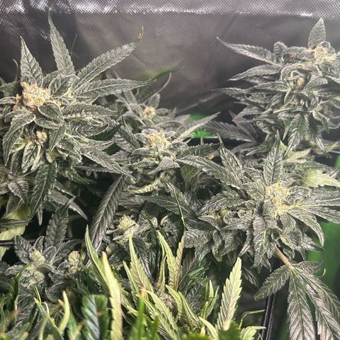 MiscxLAZ #08 C #1 growlog timeline photo