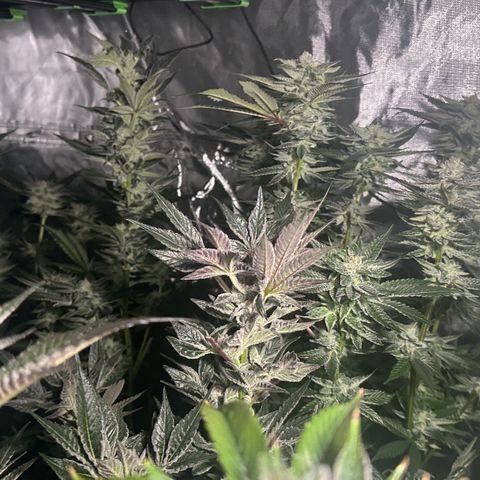 Fuel D.OG #1 Female 47.36g growlog timeline photo