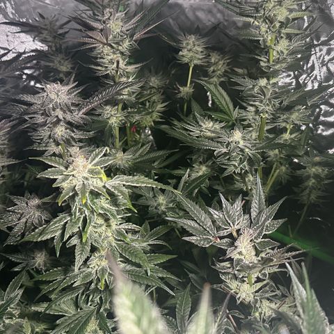 Fuel D.OG #1 Female 47.36g growlog timeline photo
