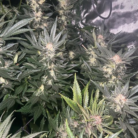 Fuel D.OG #2 Female 49.44g M growlog timeline photo