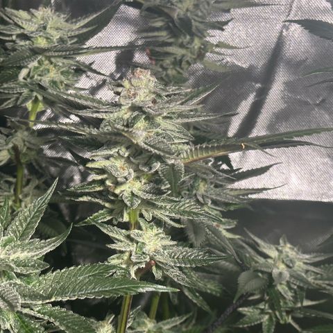 Fuel D.OG #1 Female 47.36g growlog timeline photo