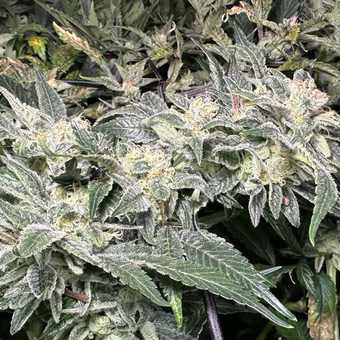 MiscxLAZ #08 C #1 growlog timeline photo