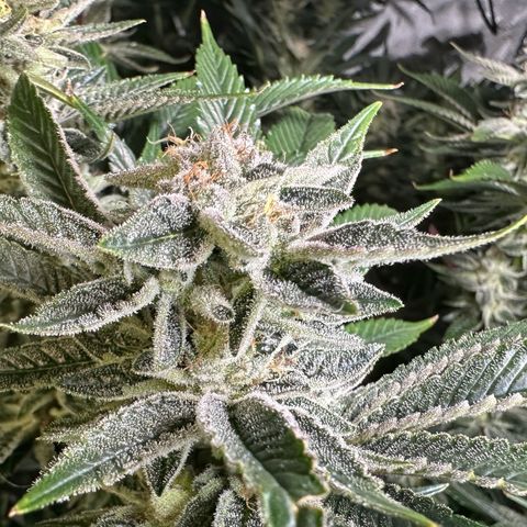 MiscxLAZ #26 C #1 47.15g growlog timeline photo