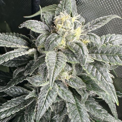 MiscxLAZ #08 C #1 growlog timeline photo