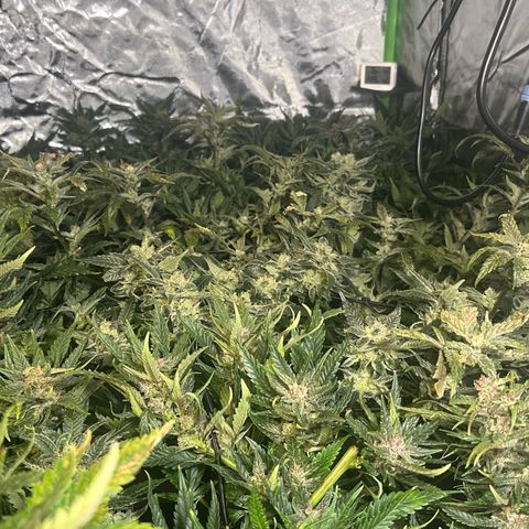 Fuel D.OG #1 Female 47.36g growlog timeline photo