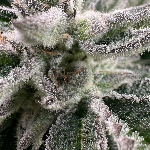 MiscxLAZ #29 C growlog timeline photo