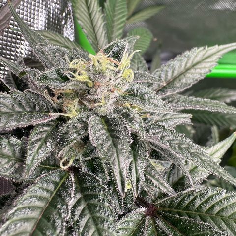 CxLAZ #03 C #1 58.58g growlog timeline photo