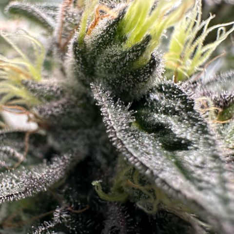 CxLAZ #03 C #1 58.58g growlog timeline photo