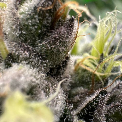 CxLAZ #03 C #1 58.58g growlog timeline photo