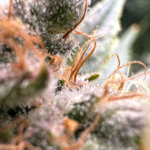 Fuel D.OG #1 Female 47.36g growlog timeline photo